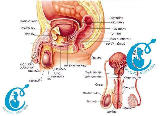 Giới thiệu về nam khoa Dr Hưng