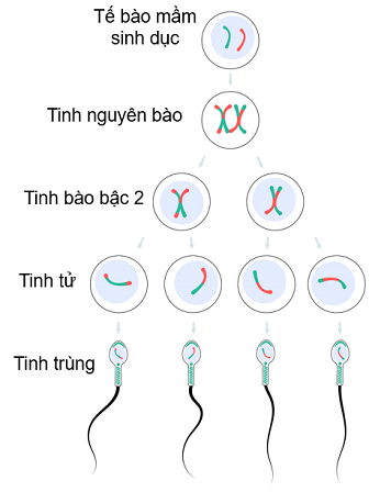 Quá trình sinh tinh