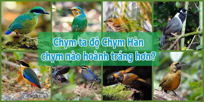 Chym ta đọ Chym Hàn, chym nào to hơn chym nào khỏe hơn?