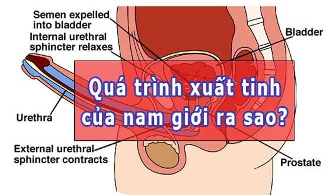 Sinh lý xuất tinh của nam giới