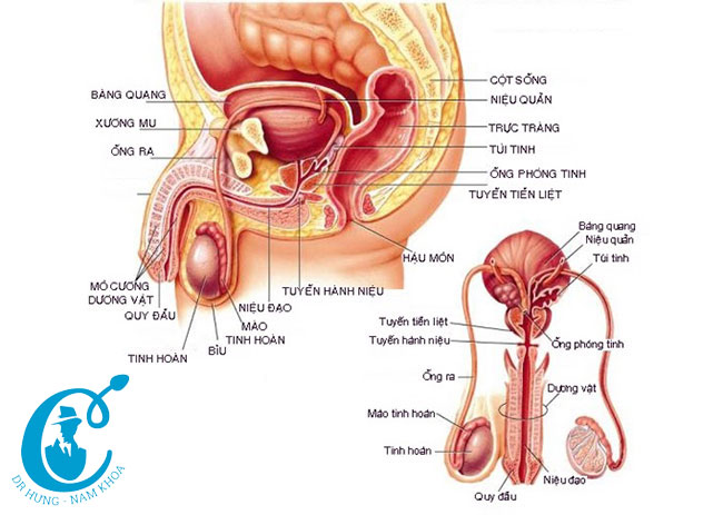 Nam khoa có nhiều bệnh ảnh hưởng đến tính dụng cũng như cuộc sống hằng ngày