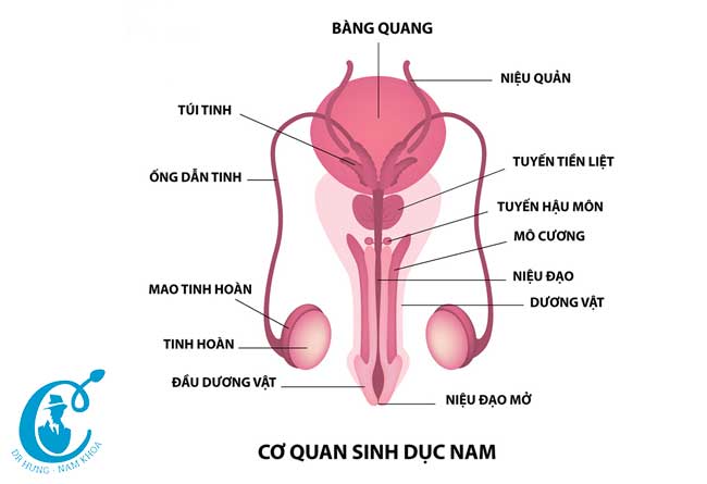 Cơ quan sinh dục nam