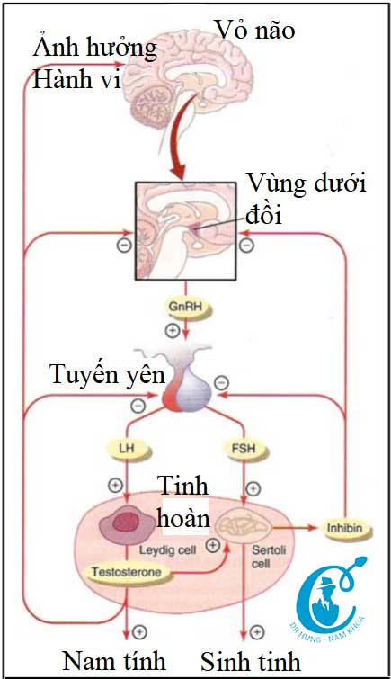 Sơ đồ: Hoạt động điều hòa sản xuất testosterone