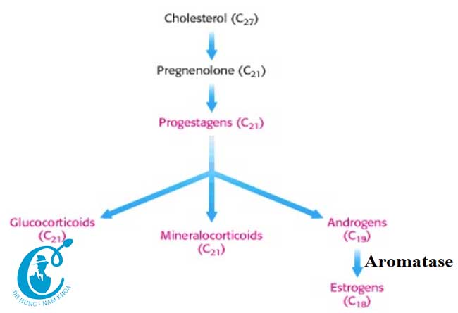 Sơ đồ sinh tổng hợp testosterone 