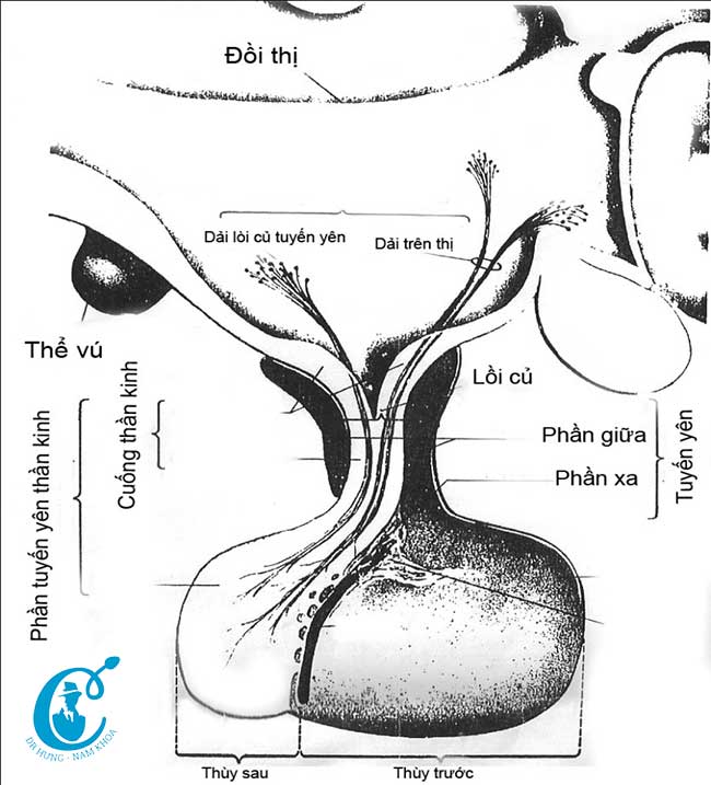 Tuyến yên tham gia vào quá trình điều hòa sản xuất testosterone 