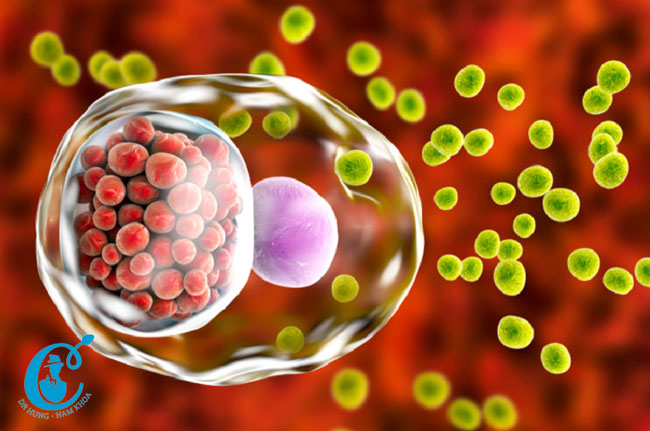 Hình ảnh vi khuẩn Chlamydia