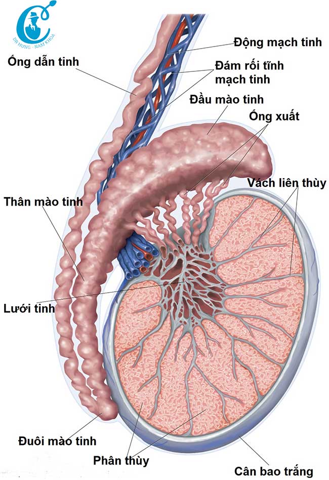 Có nhiều cách điều trị vô tinh bế tắc
